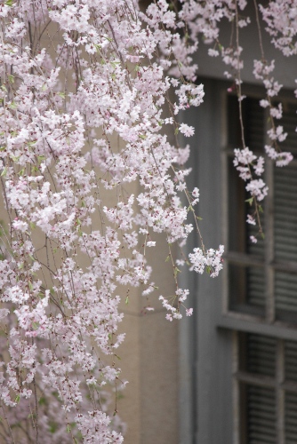 2060-12.4.19北側紅枝垂れ桜　横桟窓右に.jpg